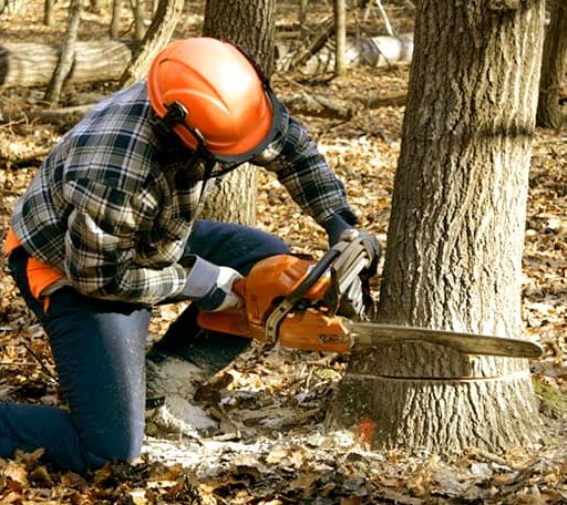 Tree Removal in Granite Canon, WY